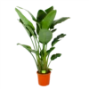 Strelitzia Nicolai - Paradijsvogelpant - P32 H170 - Kamerplant -Planten Winkel strelitzia nicolai paradijsvogelpant p32 h170 1