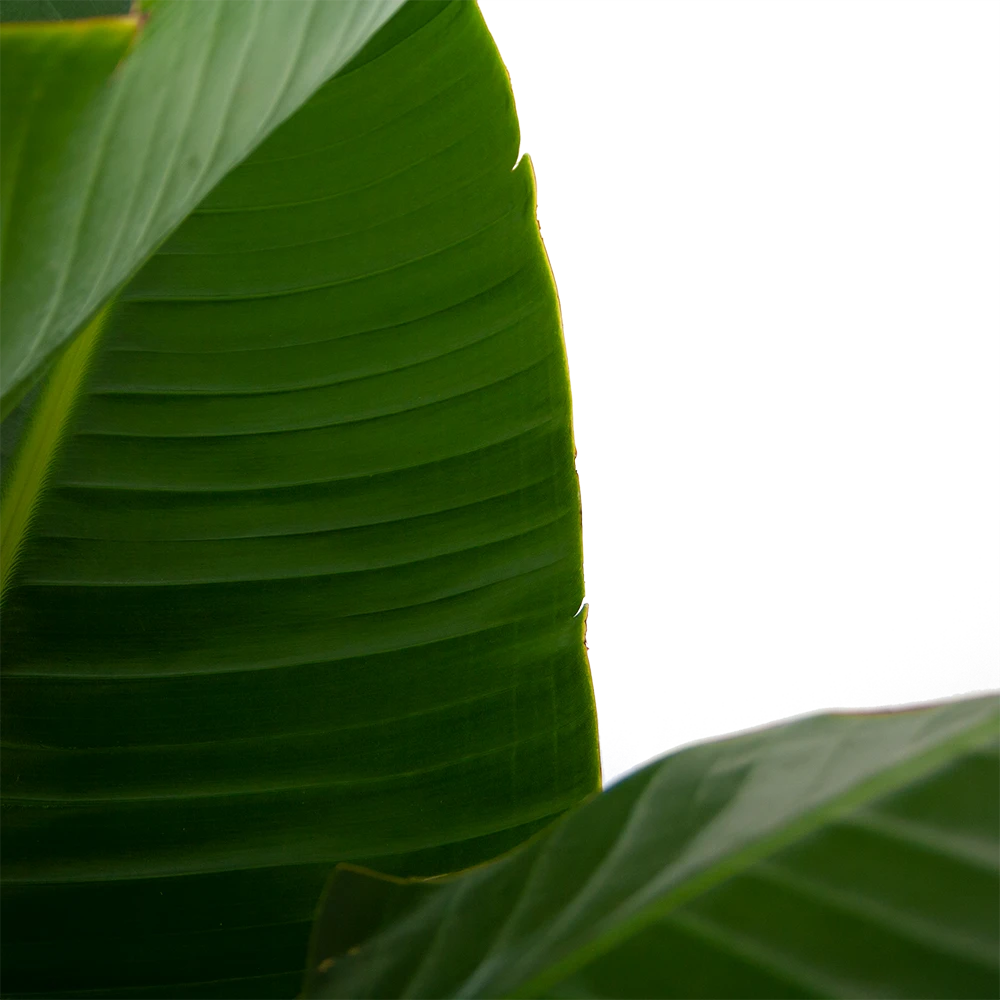 Strelitzia Nicolai - Paradijsvogelpant - P32 H170 - Kamerplant 4 Strelitzia Nicolai - Paradijsvogelpant - P32 H170 - Kamerplant - Afbeelding 2
