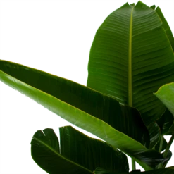 Strelitzia Nicolai - Paradijsvogelpant - P32 H170 - Kamerplant 8 Strelitzia Nicolai - Paradijsvogelpant - P32 H170 - Kamerplant -Planten Winkel strelitzia nicolai paradijsvogelpant p32 h170 6
