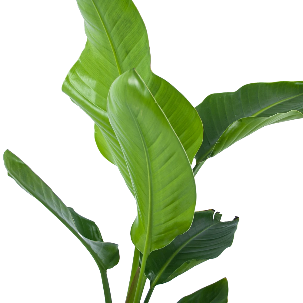 Strelitzia Nicolai - Paradijsvogelplant - P17 H60 - Kamerplant 4 Strelitzia Nicolai - Paradijsvogelplant - P17 H60 - Kamerplant - Afbeelding 2