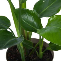 Strelitzia Nicolai - Paradijsvogelplant - P17 H60 - Kamerplant 8 Strelitzia Nicolai - Paradijsvogelplant - P17 H60 - Kamerplant -Planten Winkel strelitzia nicolai paradijsvogelplant p17 h60 6