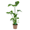 Strelitzia Nicolai - Paradijsvogelplant - P21 H120 - Kamerplant -Planten Winkel strelitzia nicolai paradijsvogelplant p21 h120 kamerplant 1