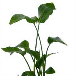 Strelitzia Nicolai - Paradijsvogelplant - P21 H120 - Kamerplant 8 Strelitzia Nicolai - Paradijsvogelplant - P21 H120 - Kamerplant -Planten Winkel strelitzia nicolai paradijsvogelplant p21 h120 kamerplant 3