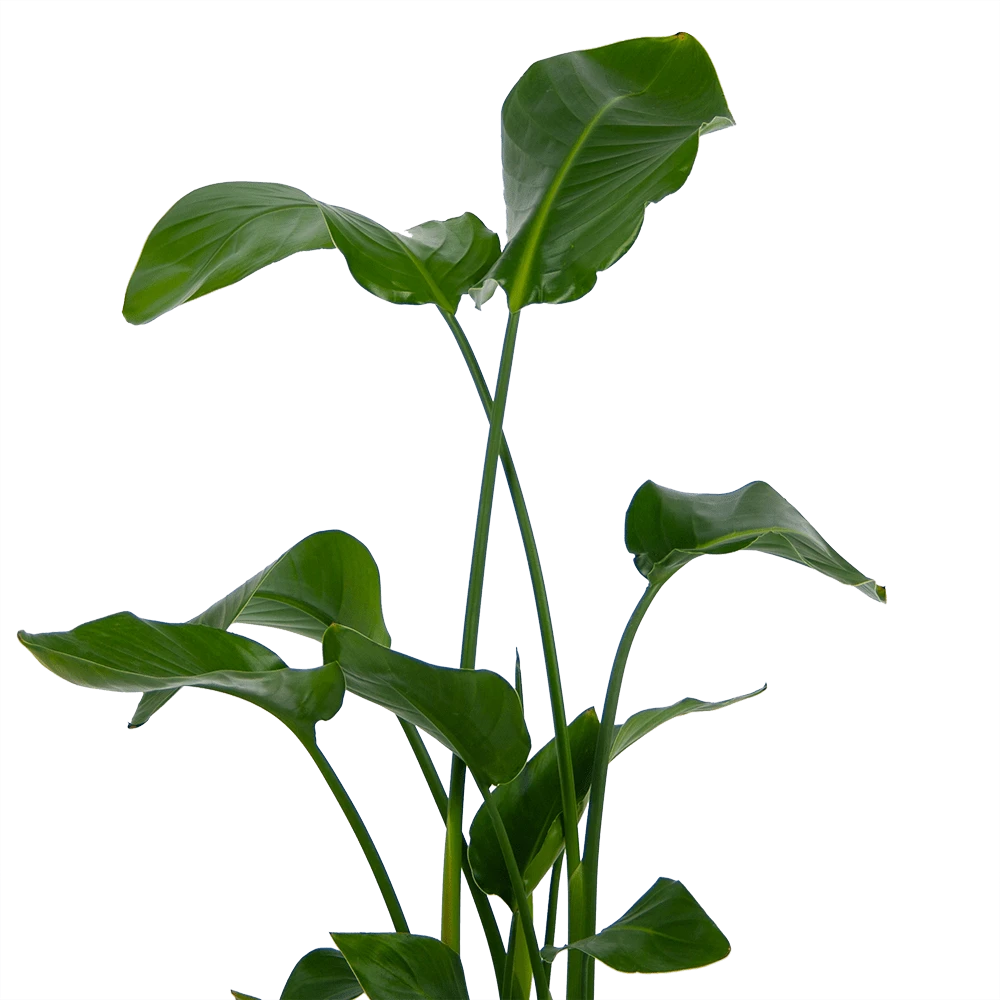 Strelitzia Nicolai - Paradijsvogelplant - P21 H120 - Kamerplant 5 Strelitzia Nicolai - Paradijsvogelplant - P21 H120 - Kamerplant - Afbeelding 3