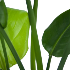 Strelitzia Nicolai - Paradijsvogelplant - P21 H90 - Kamerplant -Planten Winkel strelitzia nicolai paradijsvogelplant p21 h90 6