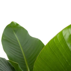 Strelitzia Nicolai - Paradijsvogelplant - P27 H110 - Kamerplant 8 Strelitzia Nicolai - Paradijsvogelplant - P27 H110 - Kamerplant -Planten Winkel strelitzia nicolai paradijsvogelplant p27 h110 6 2