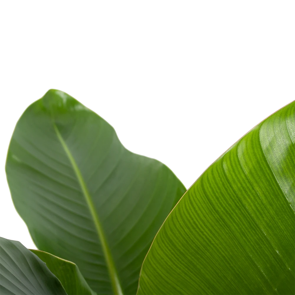 Strelitzia Nicolai - Paradijsvogelplant - P27 H110 - Kamerplant 5 Strelitzia Nicolai - Paradijsvogelplant - P27 H110 - Kamerplant - Afbeelding 3