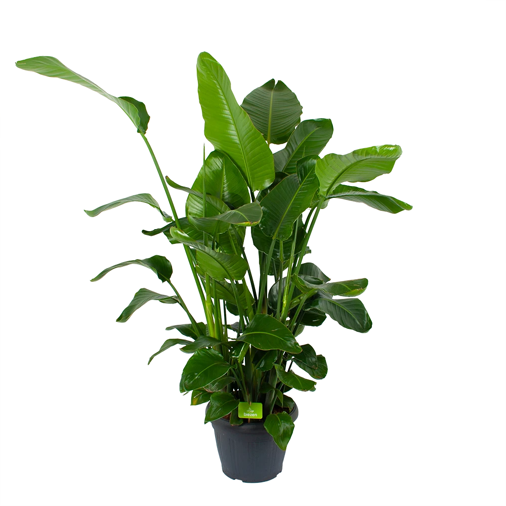 Strelitzia Nicolai - Paradijsvogelplant - P35 H130 - Kamerplant 3 Strelitzia Nicolai - Paradijsvogelplant - P35 H130 - Kamerplant