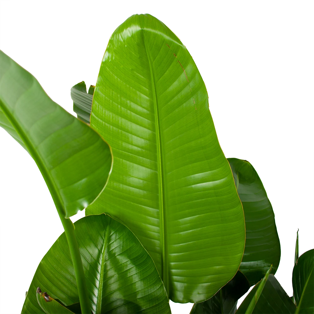 Strelitzia Nicolai - Paradijsvogelplant - P35 H130 - Kamerplant 4 Strelitzia Nicolai - Paradijsvogelplant - P35 H130 - Kamerplant - Afbeelding 2