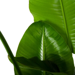 Strelitzia Nicolai - Paradijsvogelplant - P35 H130 - Kamerplant 8 Strelitzia Nicolai - Paradijsvogelplant - P35 H130 - Kamerplant -Planten Winkel strelitzia nicolai paradijsvogelplant p35 h130 6