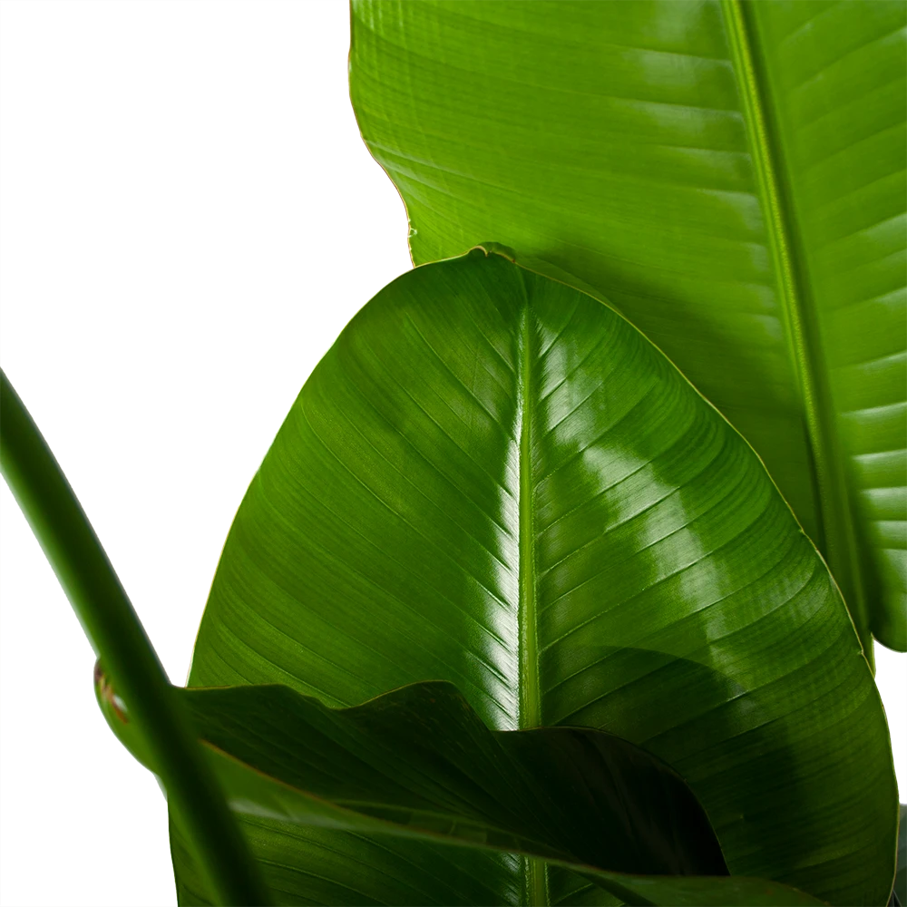 Strelitzia Nicolai - Paradijsvogelplant - P35 H130 - Kamerplant 5 Strelitzia Nicolai - Paradijsvogelplant - P35 H130 - Kamerplant - Afbeelding 3