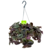 Tradescantia Little Hill - Vaderplant - In Hangpot - P17 H40 - Kamerplant 2 Tradescantia Little Hill - Vaderplant - In Hangpot - P17 H40 - Kamerplant -Planten Winkel tradescantia puple heart vaderplant p17 h40 4