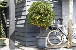 Plantenschotel Elho Universeel Rond 48cm - Antraciet -Planten Winkel universele schotel rond 48cm schotel antraciet 7 13