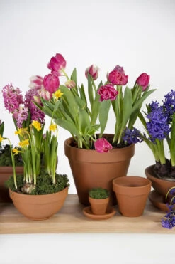 Bloempot Vaso - D43 X H36cm - Oranje -Planten Winkel vaso 01430iz d43h36 bloempot 6 8