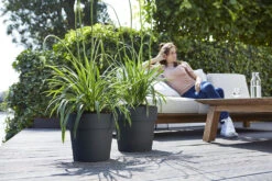 Bloempot Elho Vibia Straight Rond 30cm - Antraciet 7 Bloempot Elho Vibia Straight Rond 30cm - Antraciet -Planten Winkel vibia straight rond 30cm bloempot antraciet 7 11