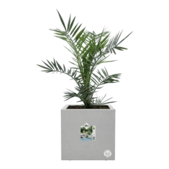 Elho Vivo Next Vierkant Wielen 40cm - Warm Grijs 14 Elho Vivo Next Vierkant Wielen 40cm - Warm Grijs -Planten Winkel vivo matt vierkant wielen 40cm warm grijs 6 1