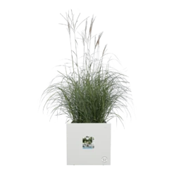 Elho Vivo Next Vierkant Wielen 30cm - Wit -Planten Winkel vivo next vierkant wielen 30cm wit 5 1