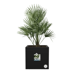 Elho Vivo Next Vierkant Wielen 40cm - Living Black 11 Elho Vivo Next Vierkant Wielen 40cm - Living Black -Planten Winkel vivo next vierkant wielen 40cm living black 4 1