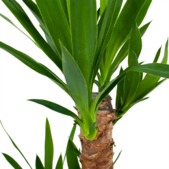 Yucca - Palmlelie - P17 H70 - Kamerplant -Planten Winkel yucca palmlelie p17 h70 5