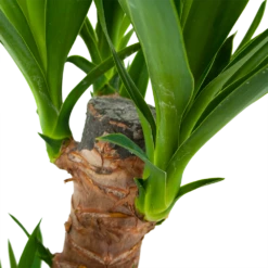 Yucca - Palmlelie - P17 H70 - Kamerplant -Planten Winkel yucca palmlelie p17 h70 6