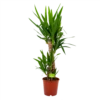 Yucca - Palmlelie - P19 H90 - Kamerplant