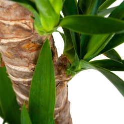 Yucca - Palmlelie - P19 H90 - Kamerplant -Planten Winkel yucca palmlelie p19 h90 6