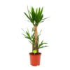 Yucca - Palmlelie - P21 H100 - Kamerplant 2 Yucca - Palmlelie - P21 H100 - Kamerplant -Planten Winkel yucca palmlelie p21 h100 1 2