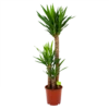Yucca - Palmlelie - P24 H120 - Kamerplant 2 Yucca - Palmlelie - P24 H120 - Kamerplant -Planten Winkel yucca palmlelie p24 h120 4