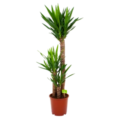 Yucca - Palmlelie - P24 H120 - Kamerplant