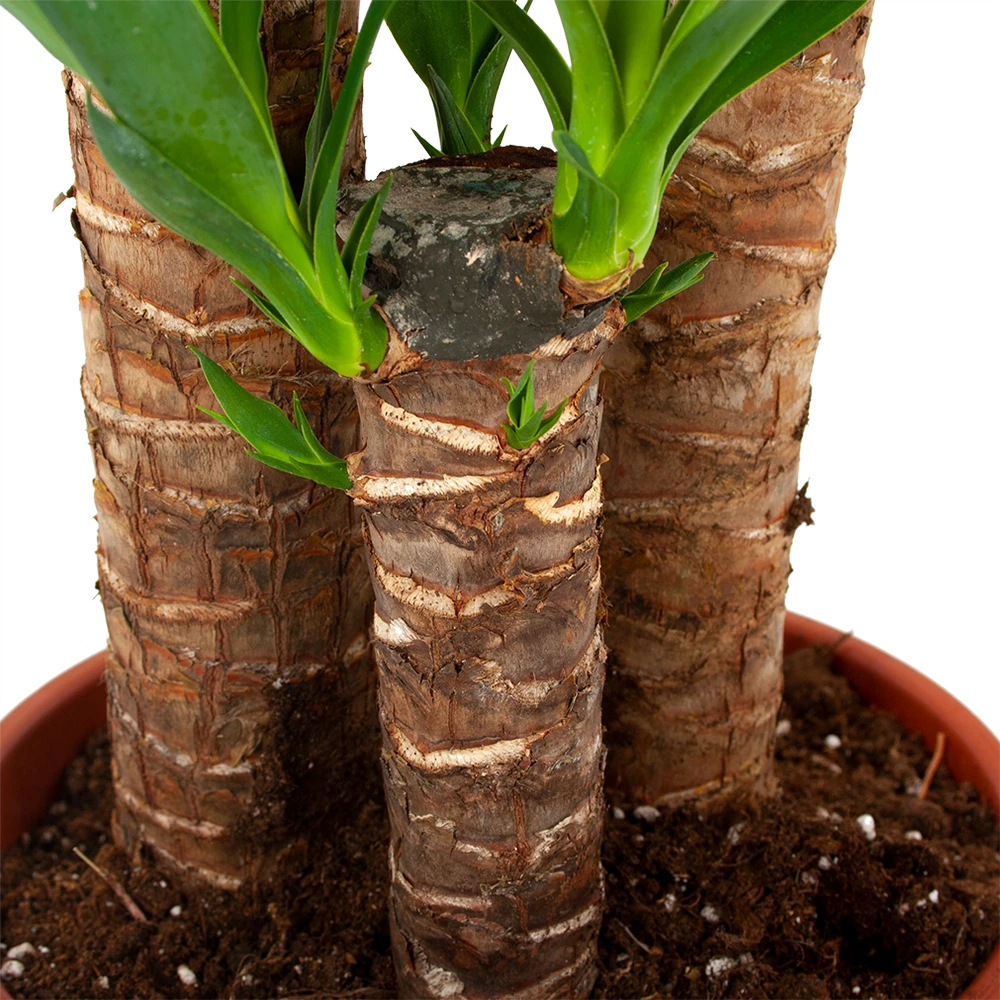 Yucca - Palmlelie - P24 H120 - Kamerplant 4 Yucca - Palmlelie - P24 H120 - Kamerplant - Afbeelding 2