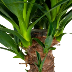 Yucca - Palmlelie - P24 H120 - Kamerplant 8 Yucca - Palmlelie - P24 H120 - Kamerplant -Planten Winkel yucca palmlelie p24 h120 6