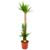 Yucca - Palmlelie - P27 H170 - Kamerplant -Planten Winkel yucca palmlelie p27 h170 1 1