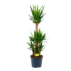 Yucca - Palmlelie - P29 H150 - Kamerplant 1 Yucca - Palmlelie - P29 H150 - Kamerplant -Planten Winkel yucca palmlelie p29 h150 1 2