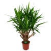 Yucca - Vertakt - Palmlelie - P27 H110 - Kamerplant -Planten Winkel yucca vertakt palmlelie p27 h110 1 1