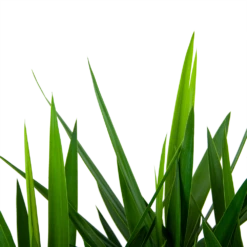 Yucca - Vertakt - Palmlelie - P27 H110 - Kamerplant 6 Yucca - Vertakt - Palmlelie - P27 H110 - Kamerplant -Planten Winkel yucca vertakt palmlelie p27 h110 5 1