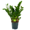 Zamioculcas Zamiifolia - Emerald Palm - P19 H70 - Kamerplant -Planten Winkel zamioculcas zamiifolia emerald palm p19 h70 1 3