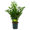 Zamioculcas Zamiifolia - Emerald Palm - P24 H90 - Kamerplant 2 Zamioculcas Zamiifolia - Emerald Palm - P24 H90 - Kamerplant -Planten Winkel zamioculcas zamiifolia emerald palm p24 h90 4